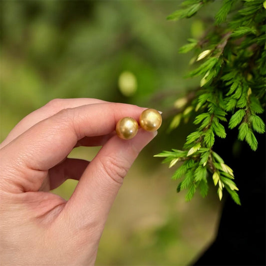 10mm 淡水扁圓金珍珠耳環